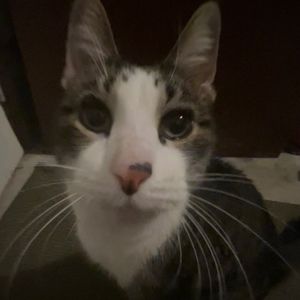 Meet your Posher, Isabella